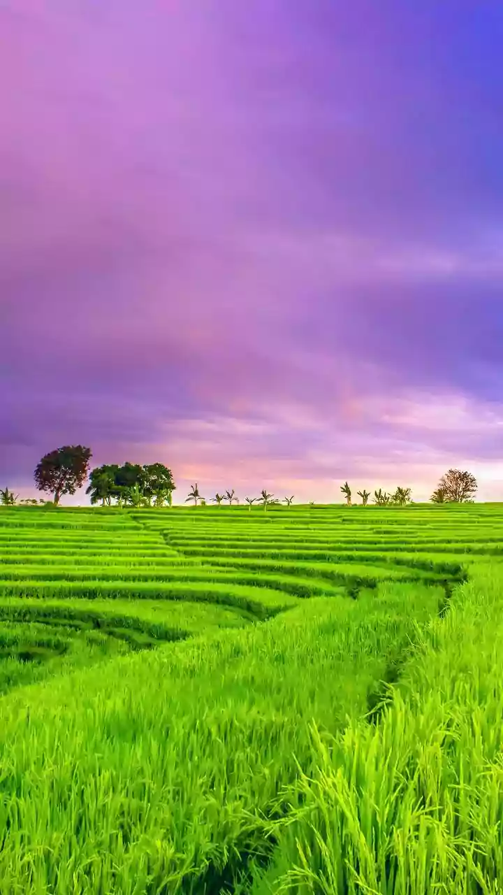 UP govt to give 1 pc recovery rebate on non-hybrid paddy; 15 lakh farmers to benefit