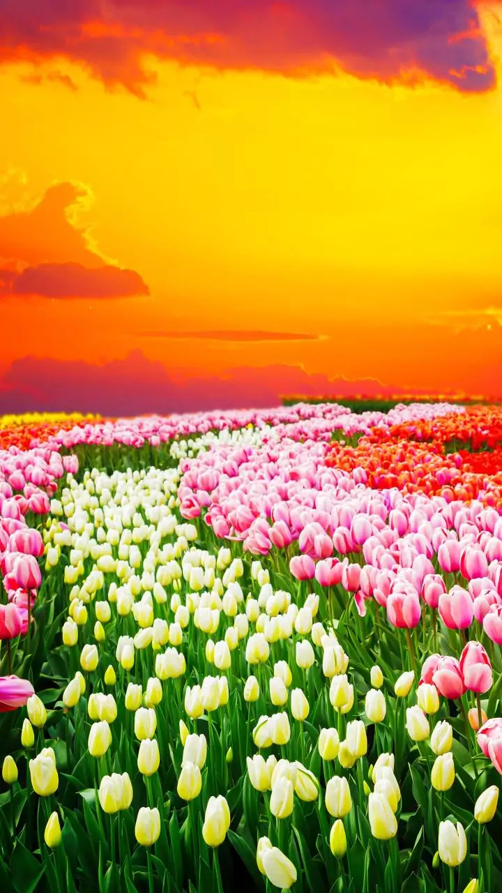 NDMC to plant 2.6 lakh tulips; religious sites, public spaces to be decorated