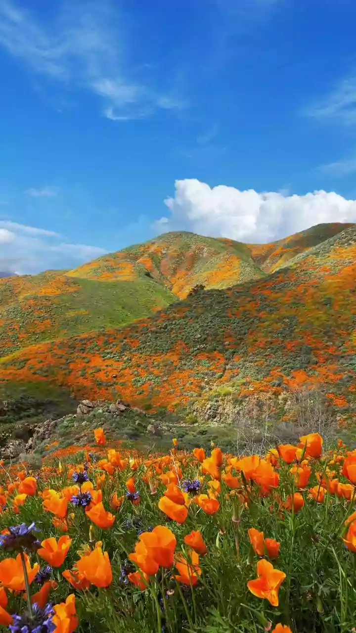 Bloom-Chasing Is The New Holiday Personality