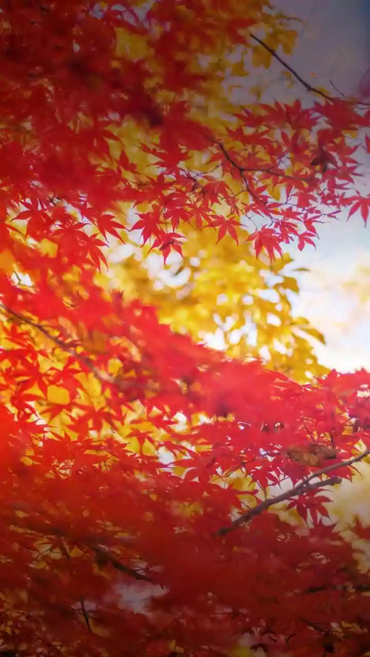 Japanese Maple Care: When to Fertilize for Vibrant Growth & Winter Resilience