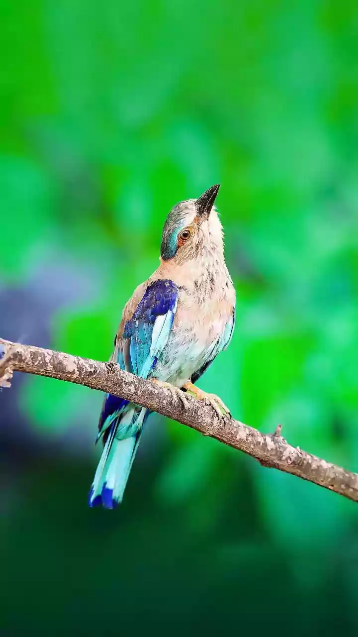 Birdwatching Turns Local Walks More Interesting