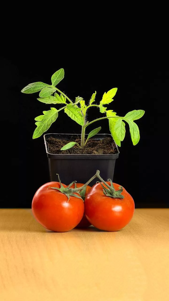 Ripeness Planning Begins Before Produce Enters the Shopping Basket