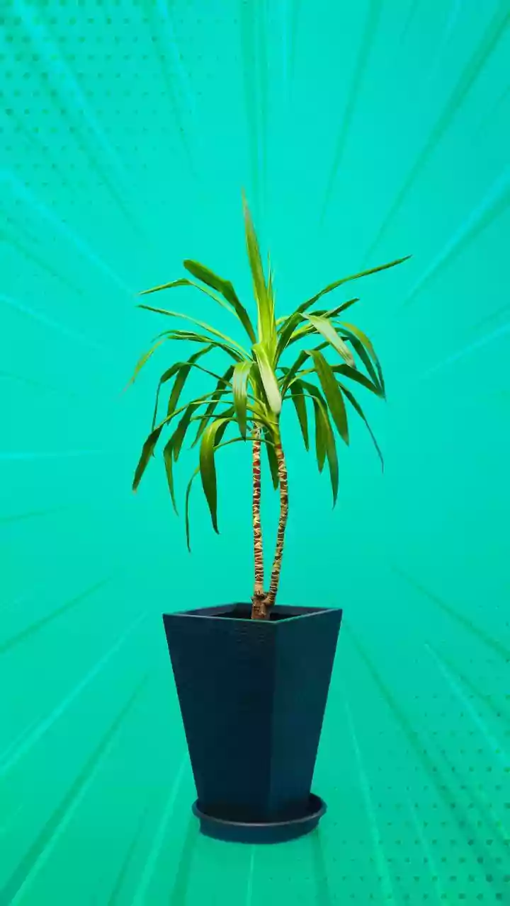 Fresh Evidence Explores Whether Indoor Plants Make A Meaningful Difference Indoors
