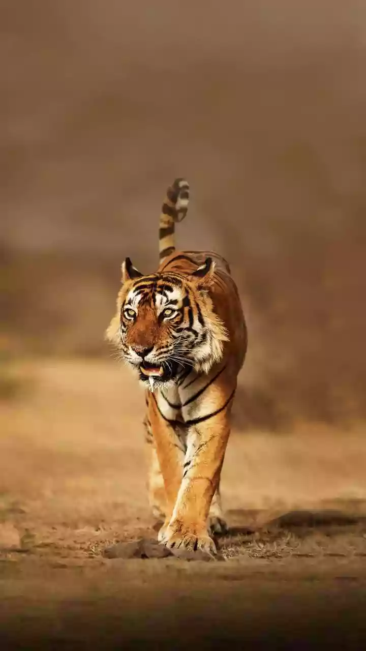 Gujarat roars back on India's tiger map after over 30 years; NTCA declares it 'tiger-present' state