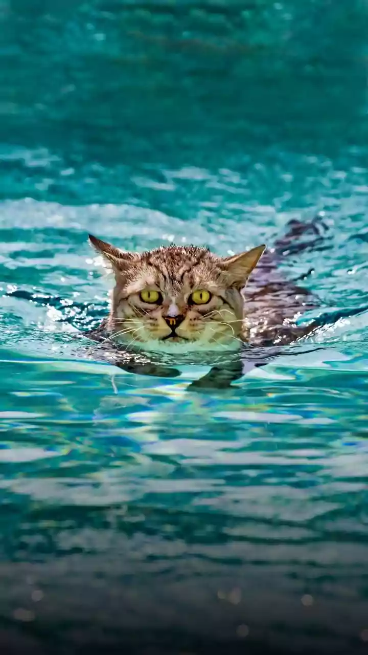 Pode dar banho em gato? Saiba se precisa mesmo (e como fazer!)