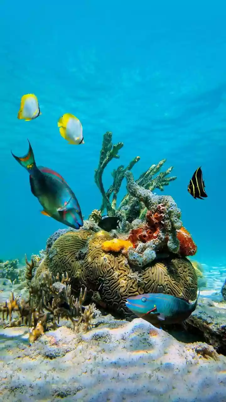 Why Eating Seasonal Seafood Can Help India's Marine Ecosystems