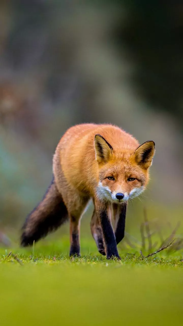 Wild fox falls into tank in Thane, rescued after one-hour operation