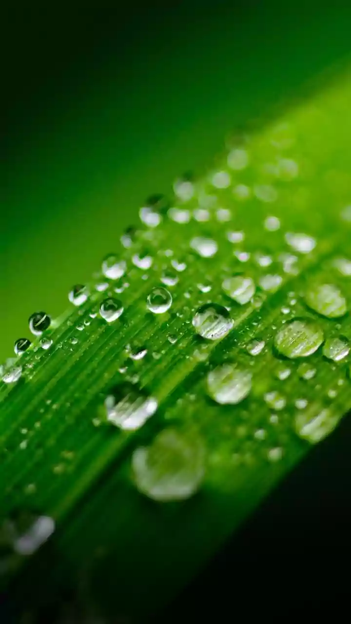 Dust Mites Prefer Humid Spaces, Making Moisture Control Part of Cleaning
