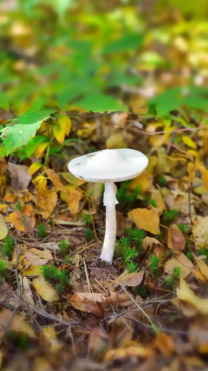 Recycled Coffee Grounds Fuel Sustainable Mushroom Production In Urban Hubs