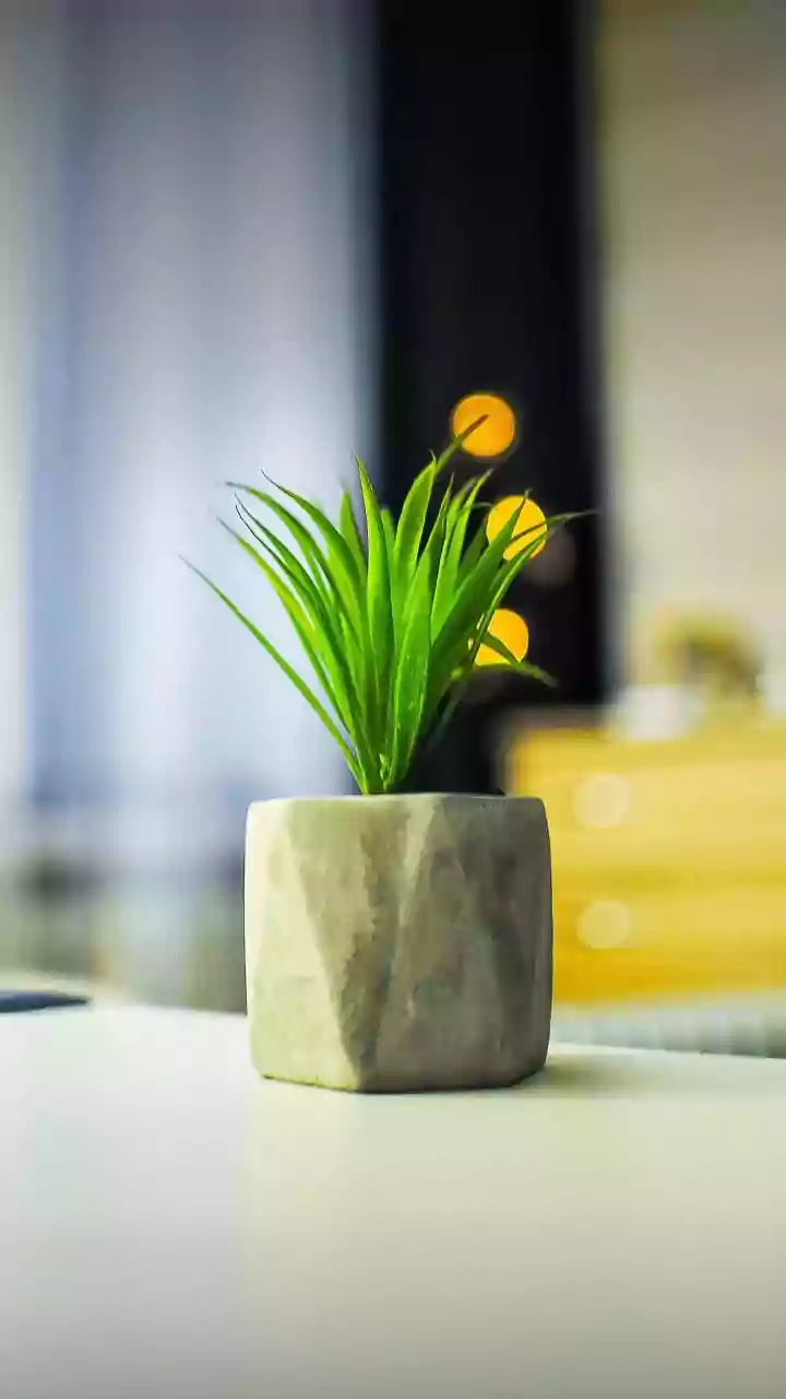 Indoor Air Quality Depends On More Than Just Decorative Green Plants