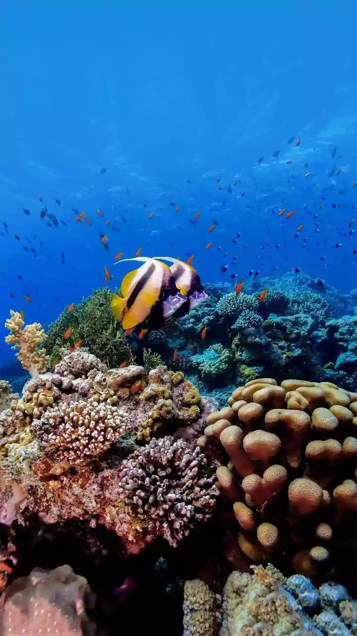 Grande Barreira de Coral pode entrar em colapso com novo El Niño extremo, afirmam cientistas