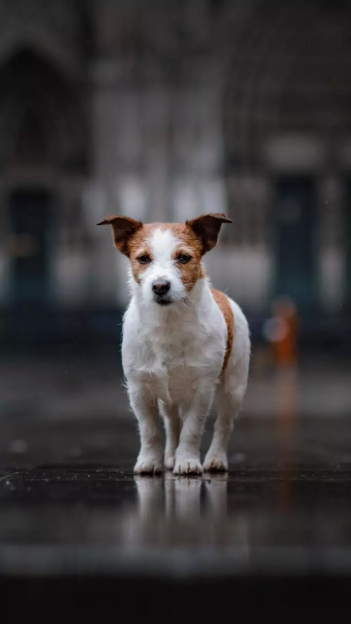 Science Meets Compassion in Lucknow, India's Model City for Street Dog-community Coexistence