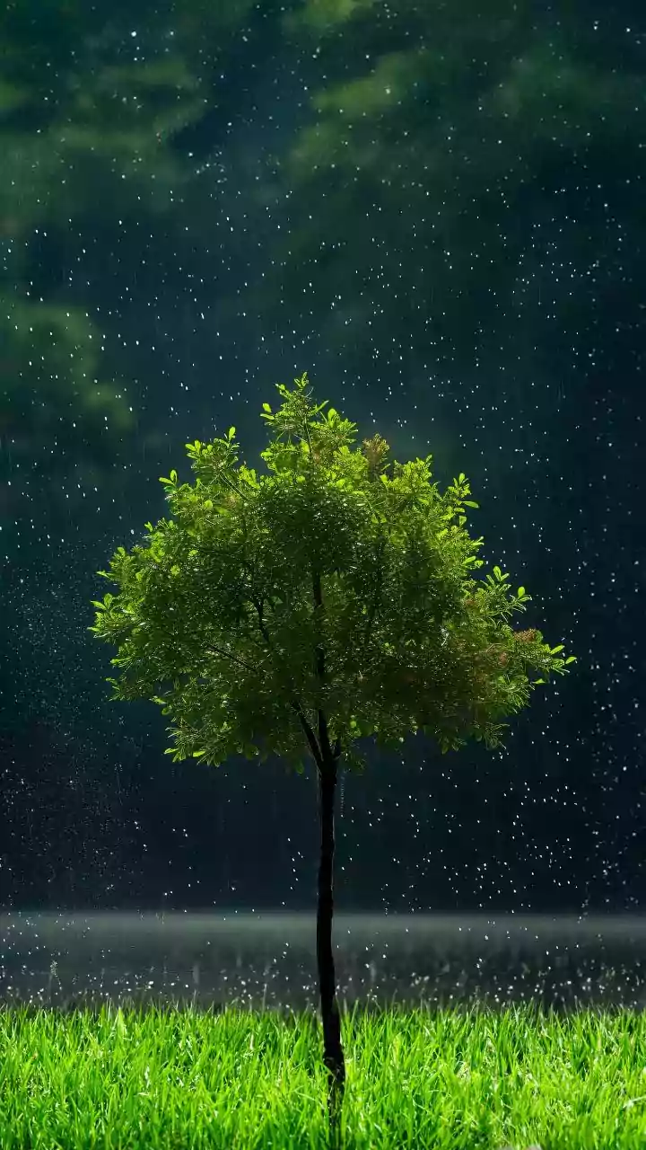 IMD’s Porbandar update—intense coastal rain and winds may disrupt travel today.