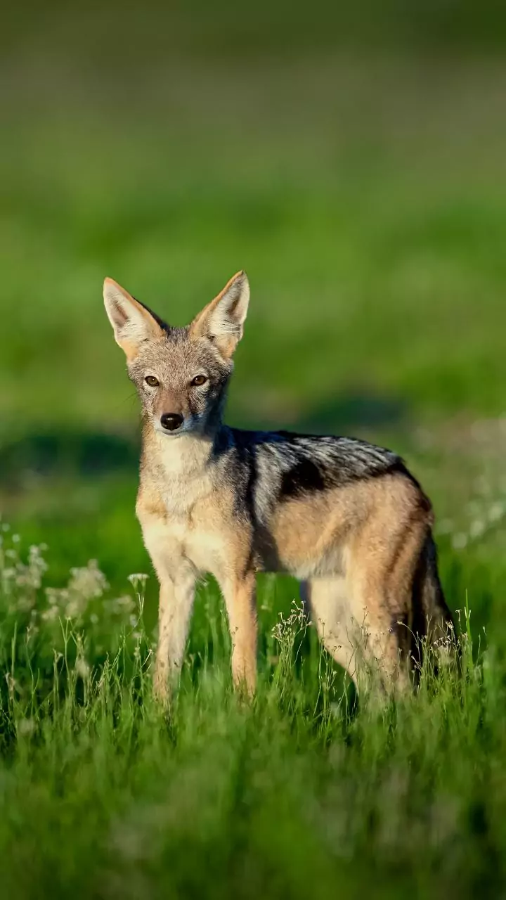 Delhi Zoo shifts range charges amid jackal death allegations