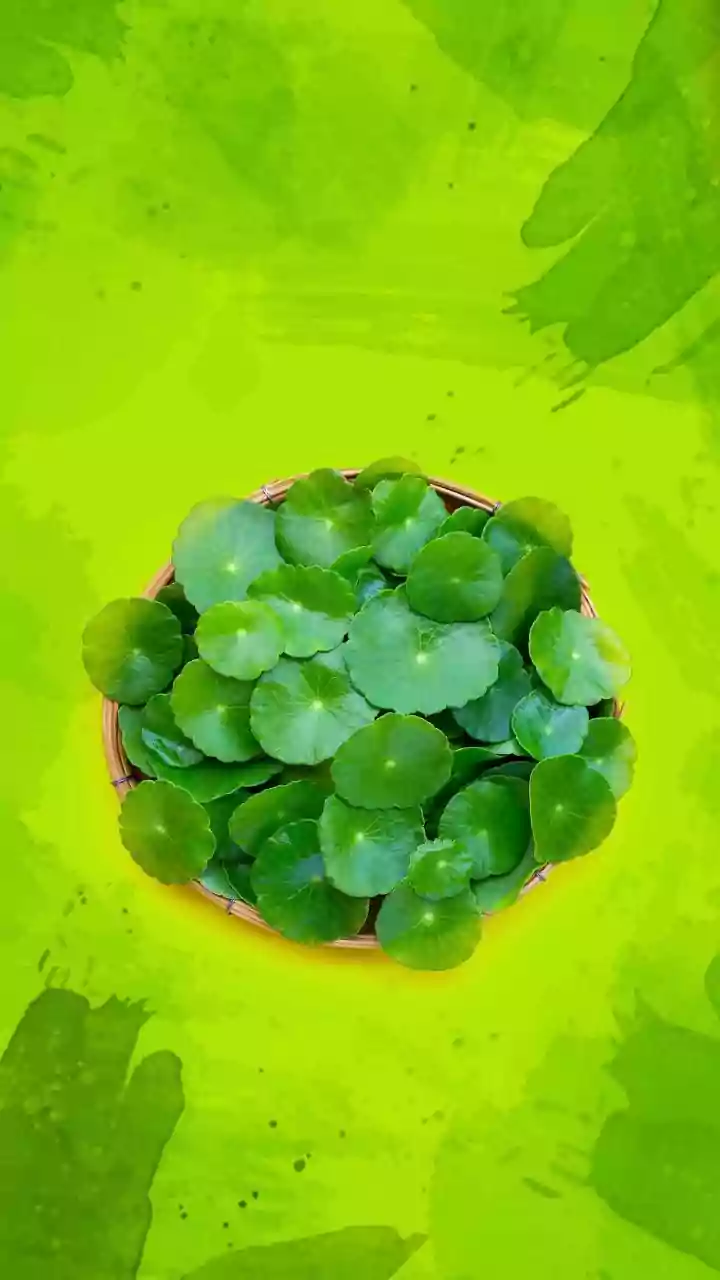 Try these dishes using centella leaves