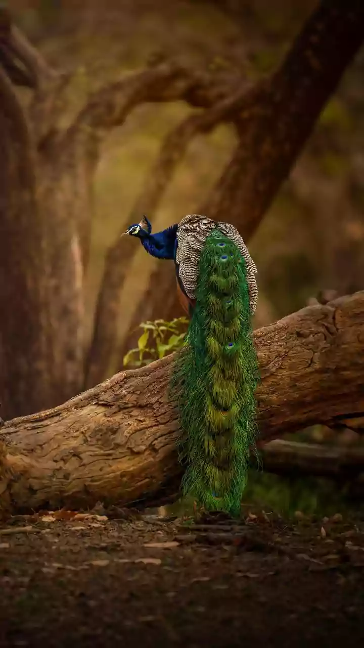 Migratory Bird Species Face Combined Threats Across Breeding and Wintering Grounds