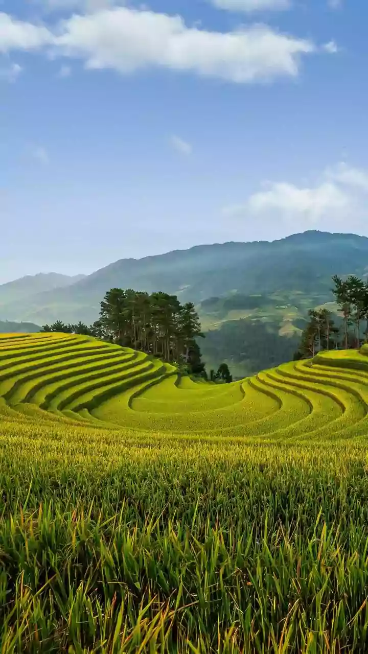 Understanding Rice Prices And Conflict Without Turning It Into An Investment Call