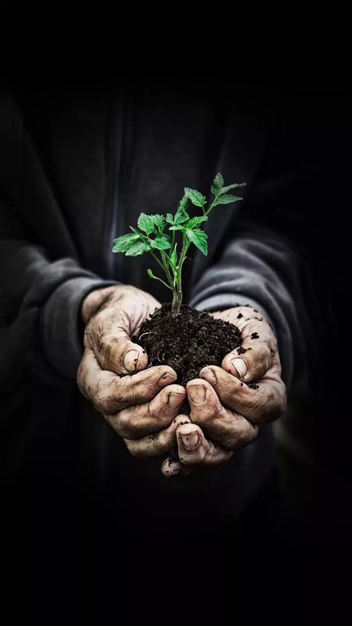 Punjab: BJP accuses AAP leaders of being involved in corruption in MGNREGA