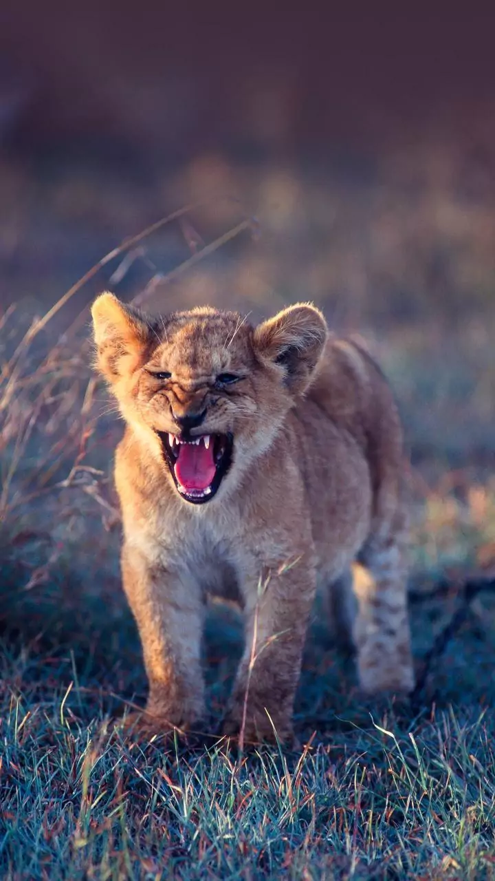 Female Asiatic lion cub dies at zoo in Vizag