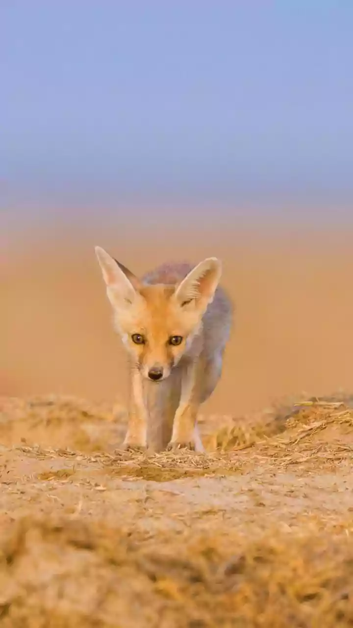 Gujarat’s New Night Safari Will Recreate A Natural Desert Wildlife Habitat