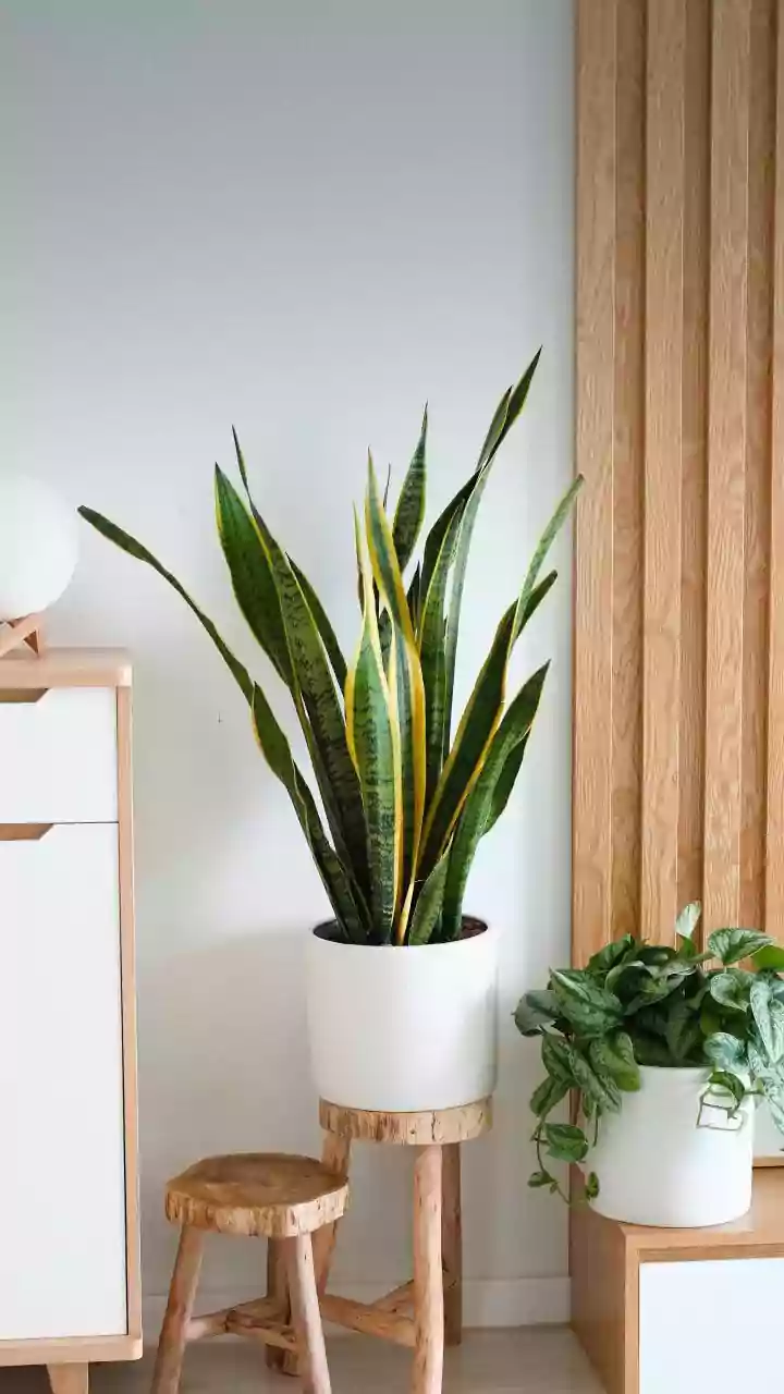 Shedding Light on Snake Hangouts: Where Reptiles Love to Linger in Your Home & Garden