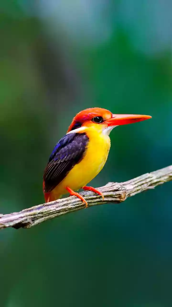 New Report Maps a Worsening Outlook for Migratory Bird Species