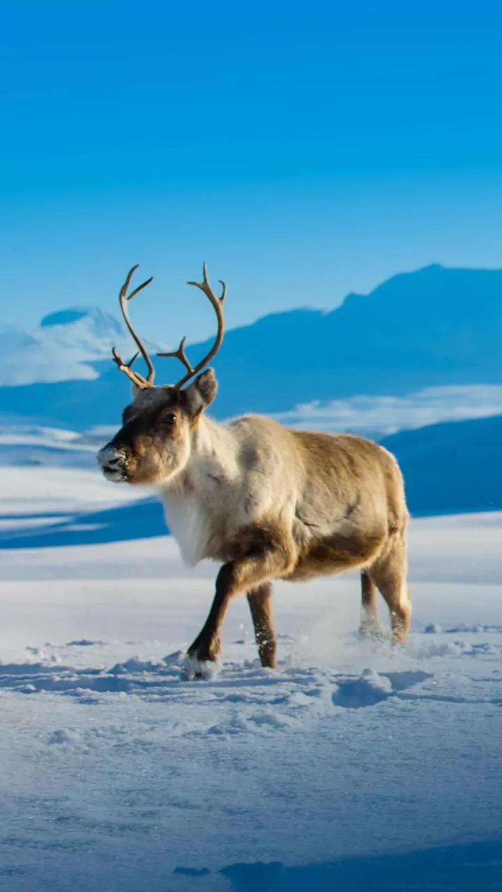 How Reindeer Navigate Arctic Dark Winters Using Polarised UV Light Vision Capabilities