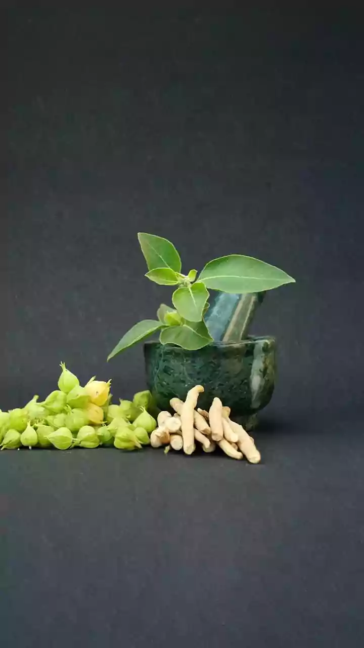 AI-Enabled Farm-Gate Quality, Traceability To Boost India’s Medicinal Plant Supply Chain