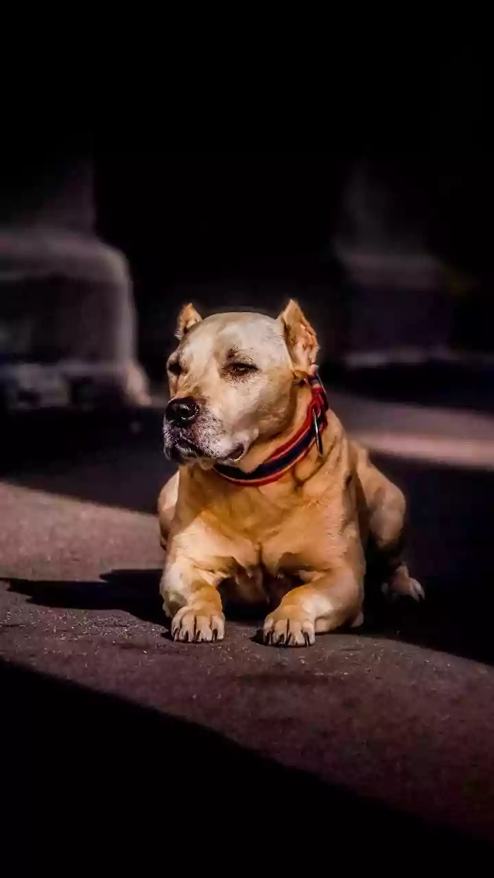 Horrifying Video! Pitbull Brutally Attacks Toddler On Busy NYC Street, Clamps Onto Child’s Leg