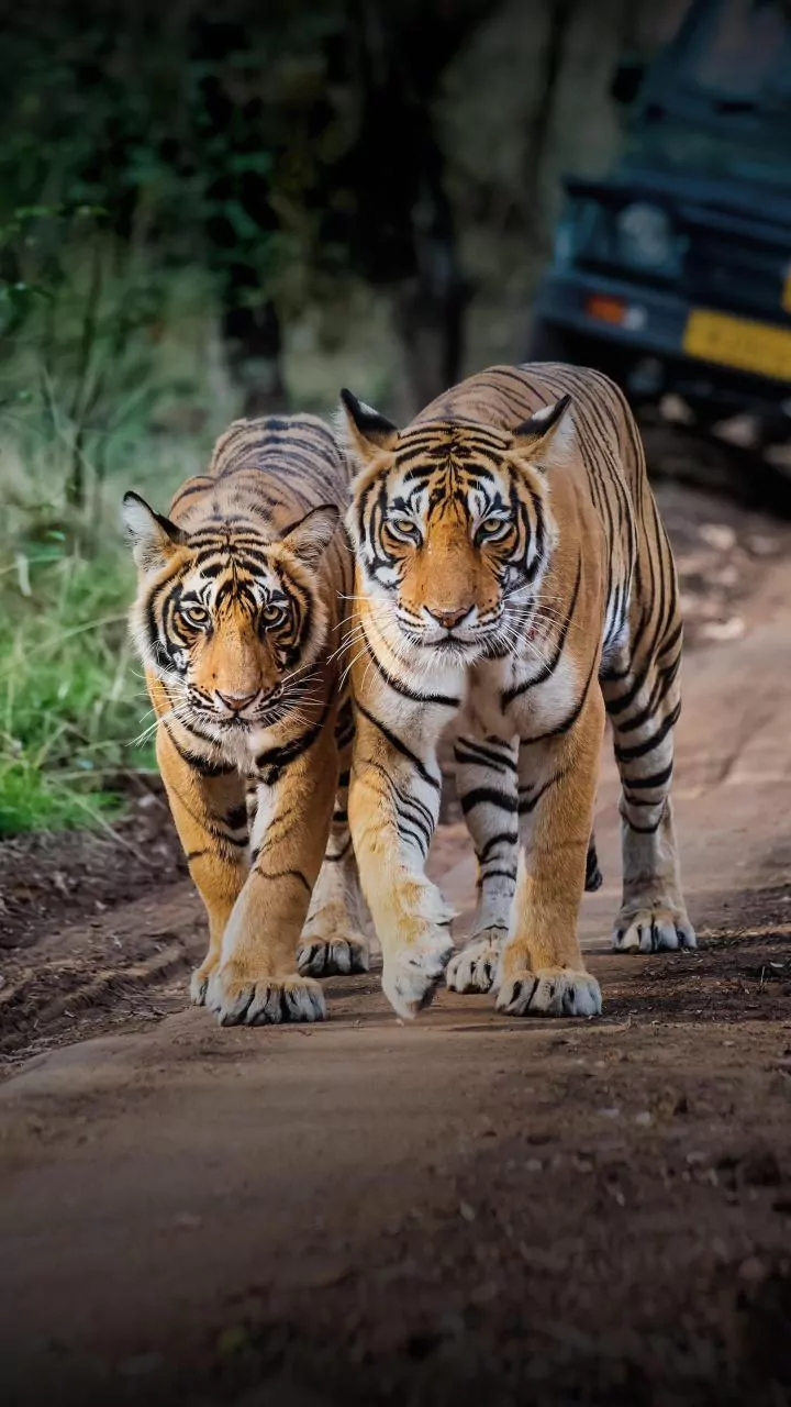 Safari Vehicles Get Mesh, Tourists Get Rules