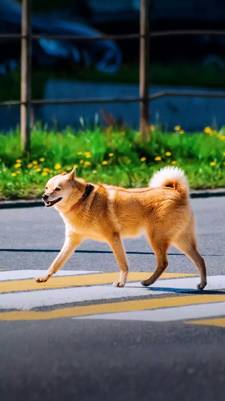 Ludhiana: Rabid dog injures kids; authorities capture aggressive canine