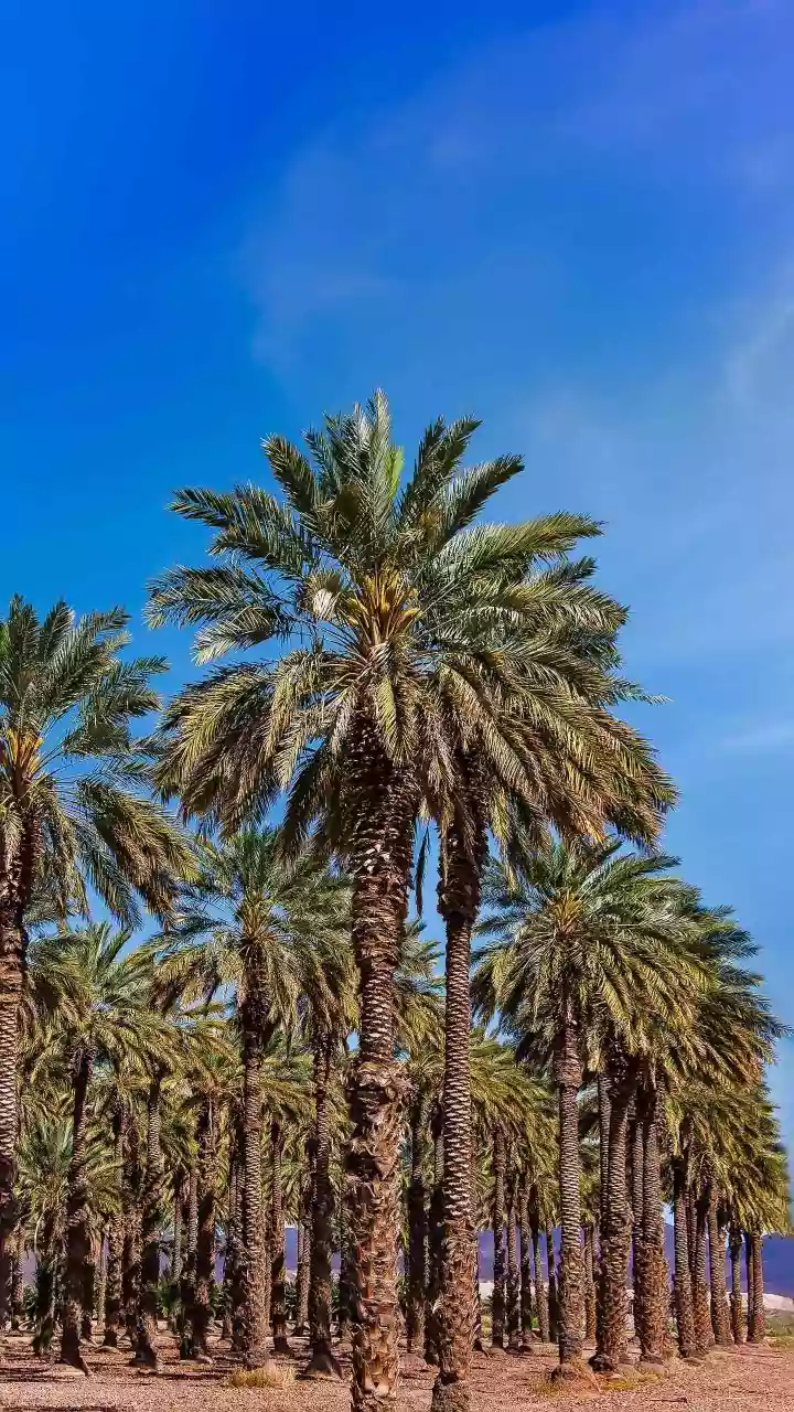 Date Palm Cultivation: Your 70-Year Path to Lakhs Annually!