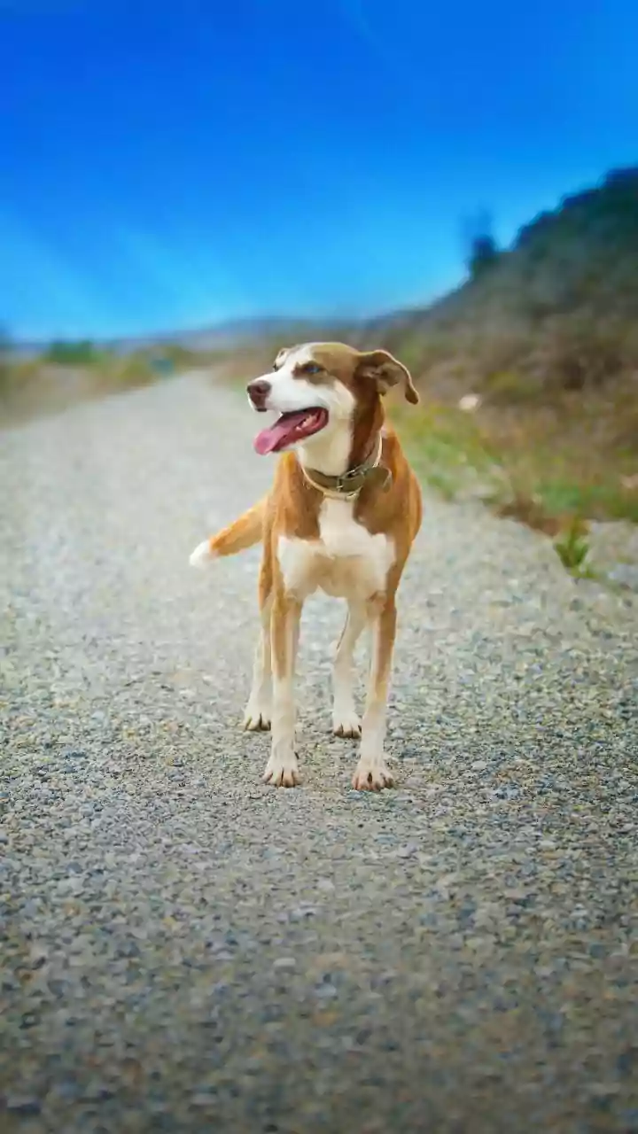 Aloka's Journey: The Peace Dog's Viral Tale