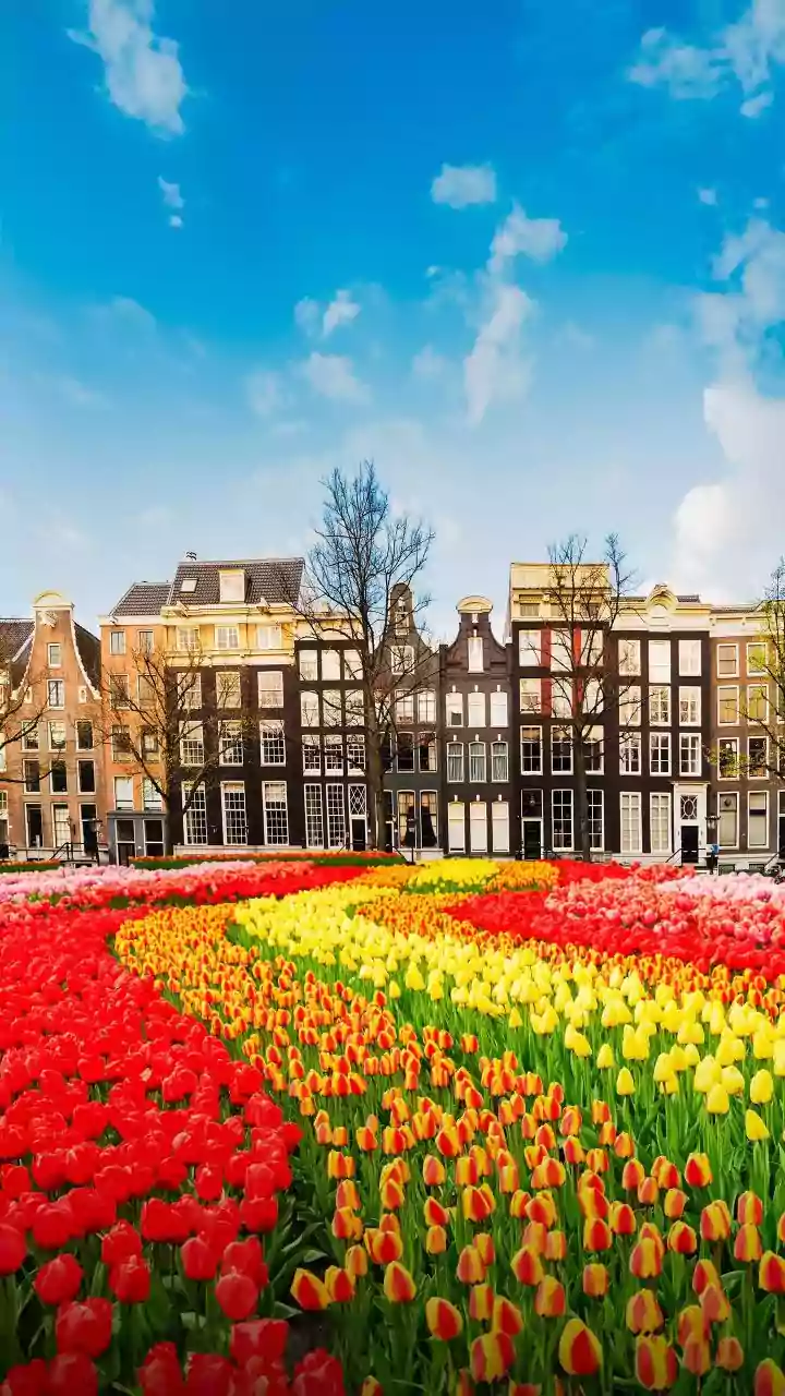 Visiting the Netherlands? Flower festivals you can skip