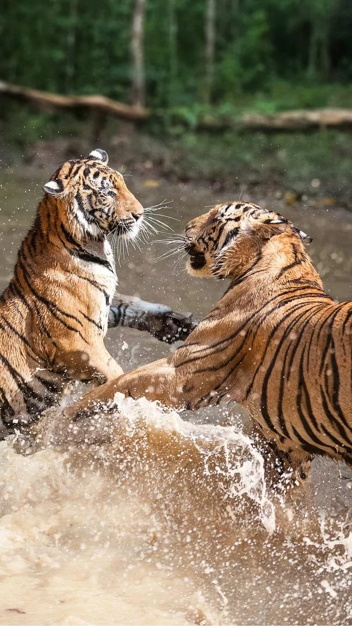 Man killed in tiger attack