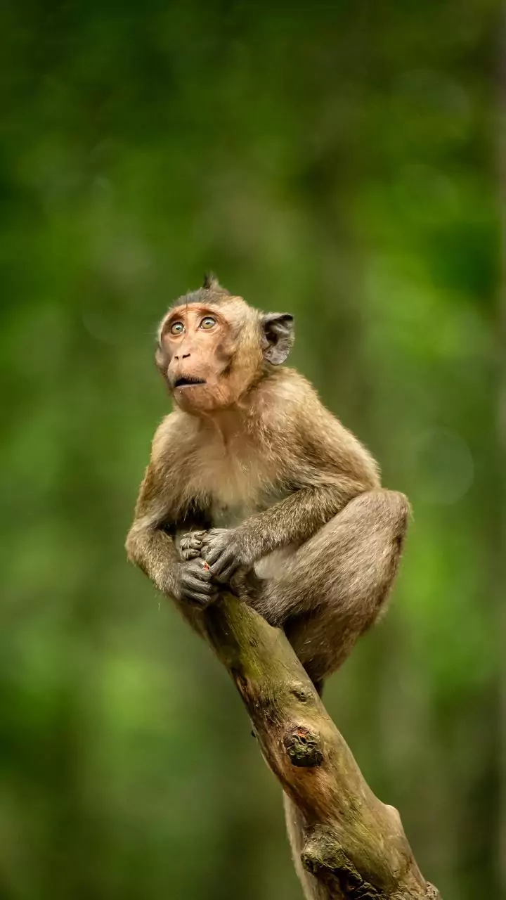 Monkeys top chart as nearly 10,000 wild animals rehabilitated at Asola Bhatti since 2021