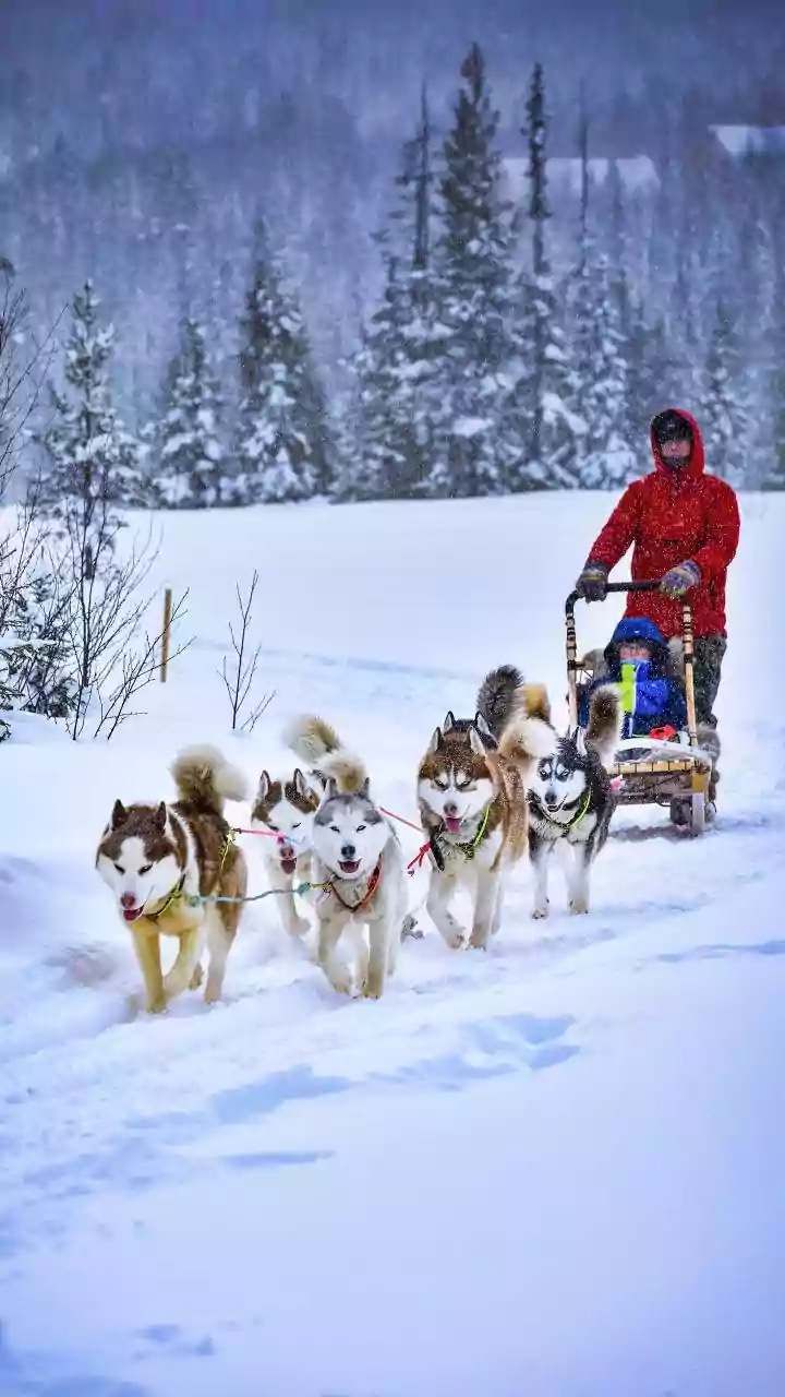 What Is Greenland’s Sirius Dog Sled Patrol? Denmark’s Elite Arctic Unit That Enforces Sovereignty In The High North