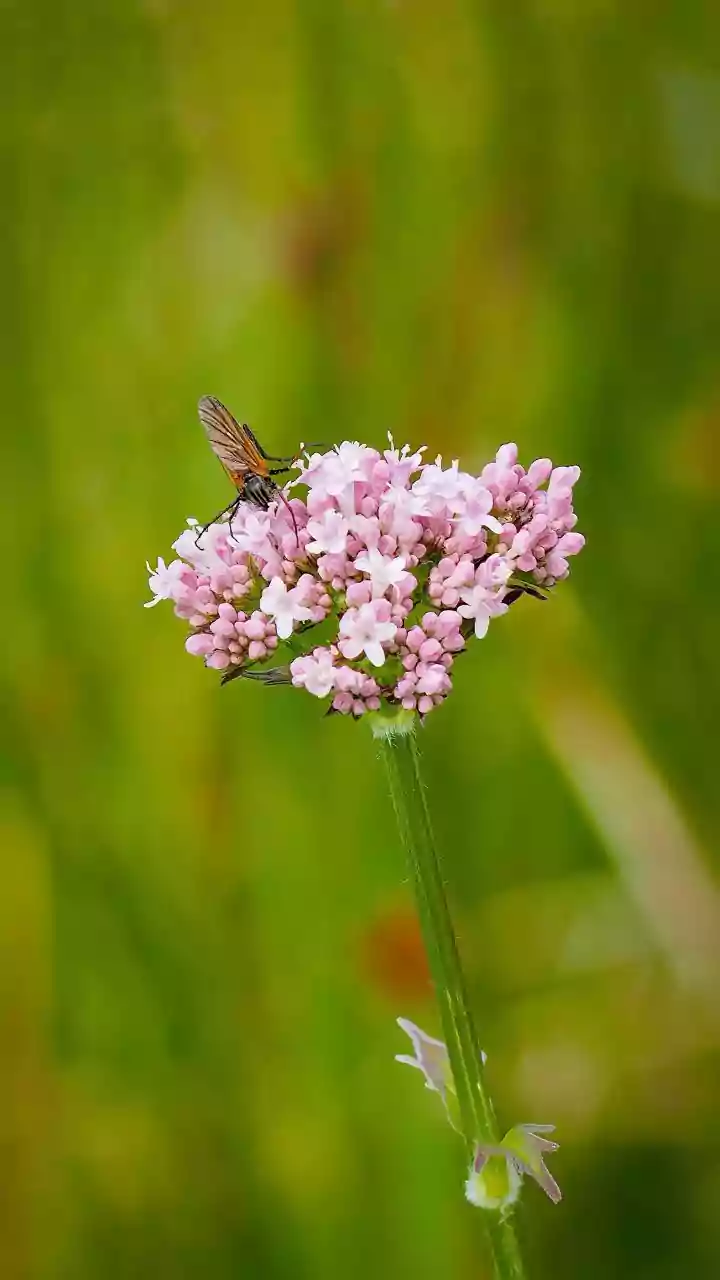 Why Outdoor Sensory Details Can Support Present-Moment Attention