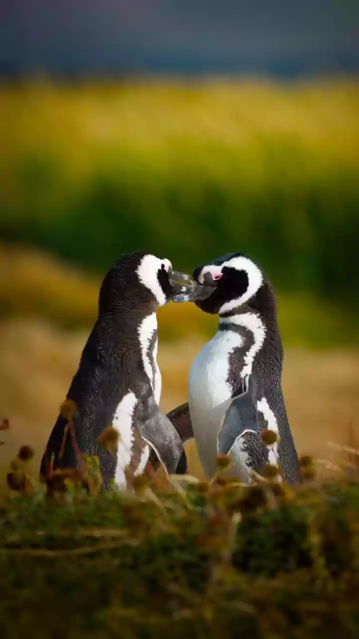 Beyond the Waddle: 6 Astonishing Facts Revealing the True Penguin