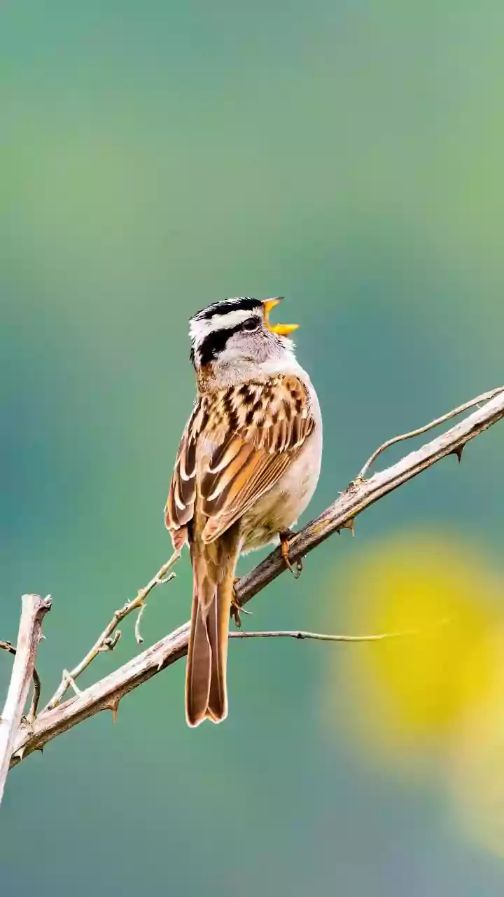 A Massive Dataset Shows Common Design Principles in Passerine Songs