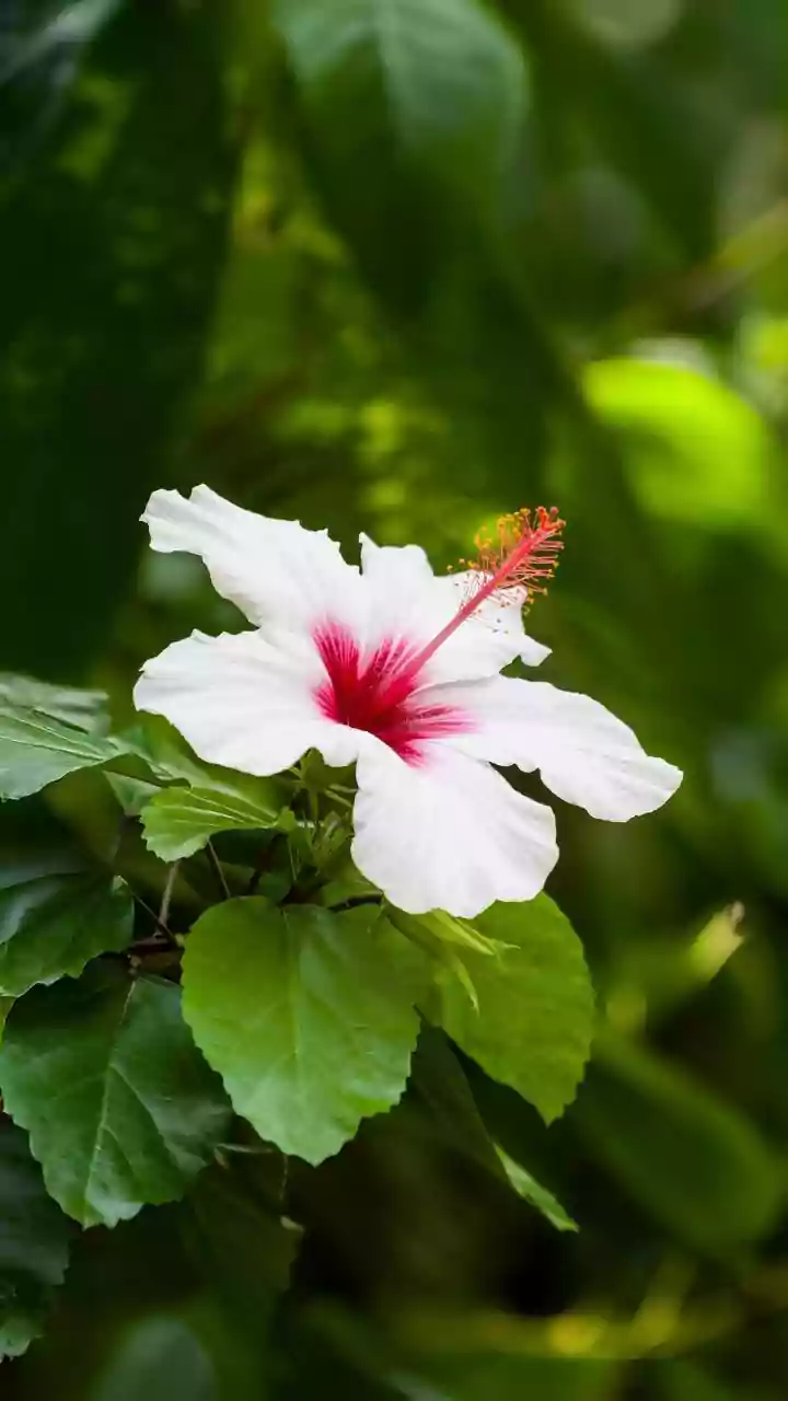 African Hibiscus Is Being Explored In Botanical Skin Care Without Evidence For Miracle Results, With The Latest Research Providing The News Peg