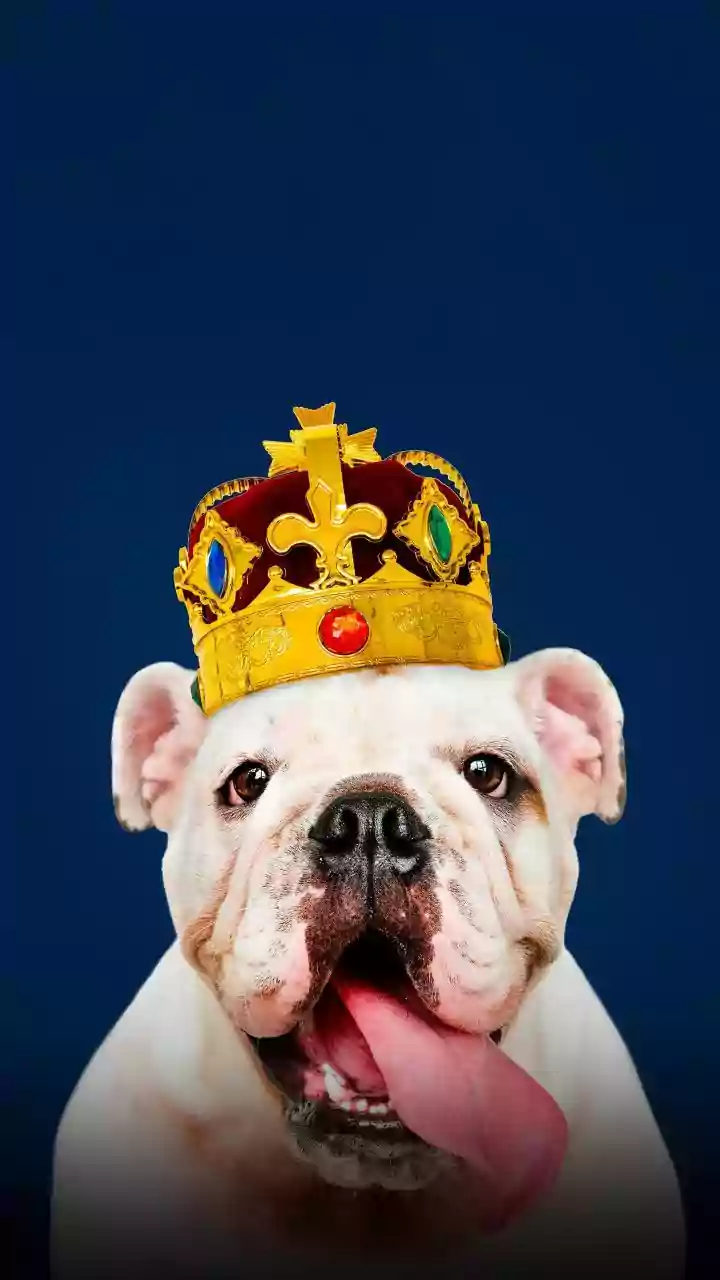 Petcare Brands Are Looking Beyond Metros As Smaller Indian Cities Gain Importance