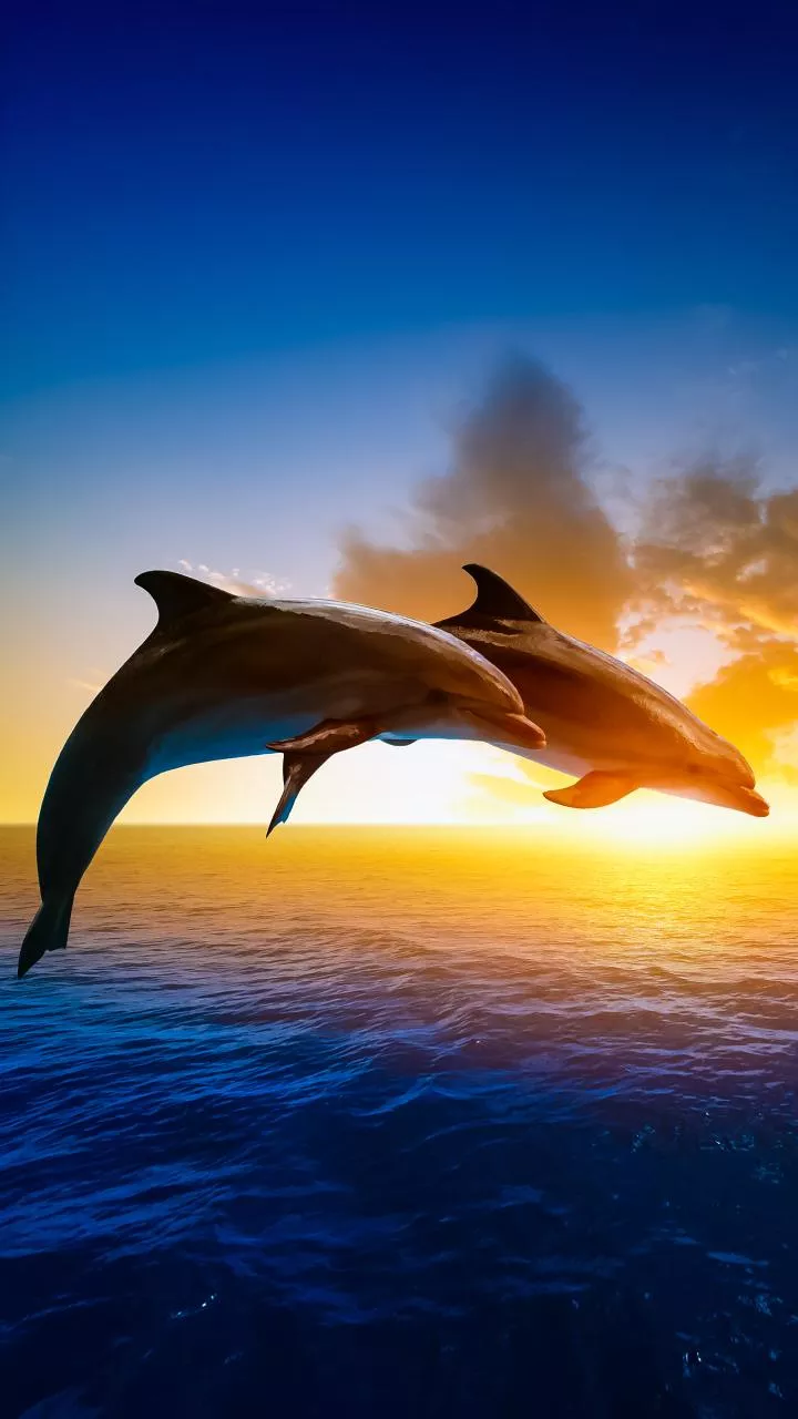 India launches 2nd dolphin census under Project Dolphin