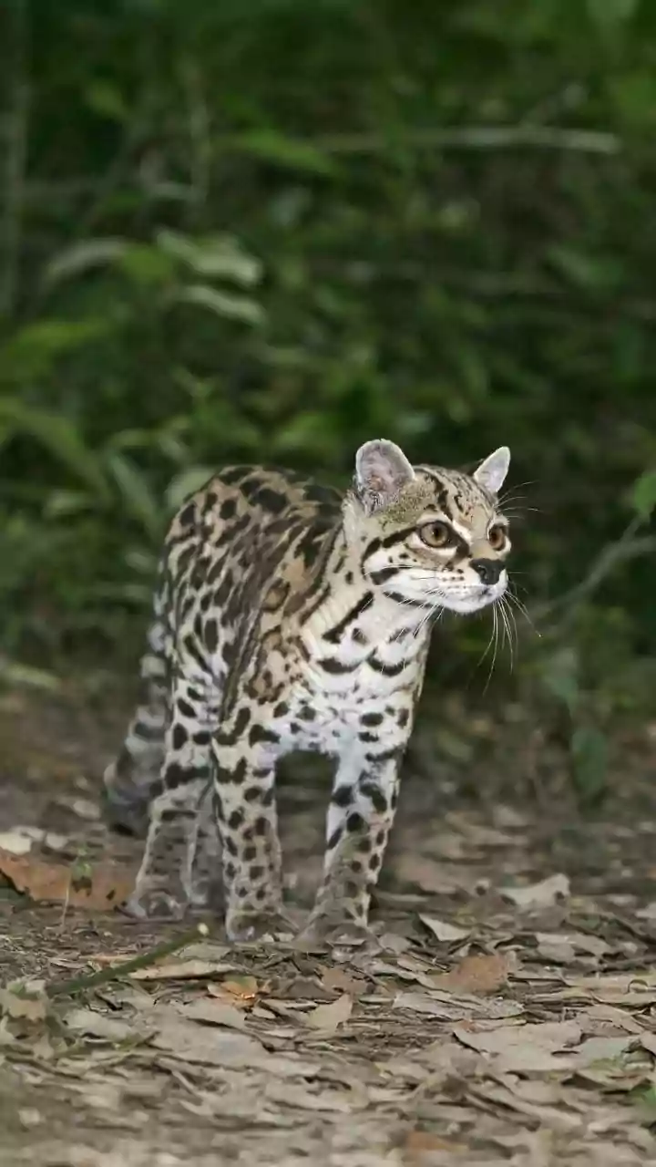 Meet tilcayo, first new feline species identified in over 100-years