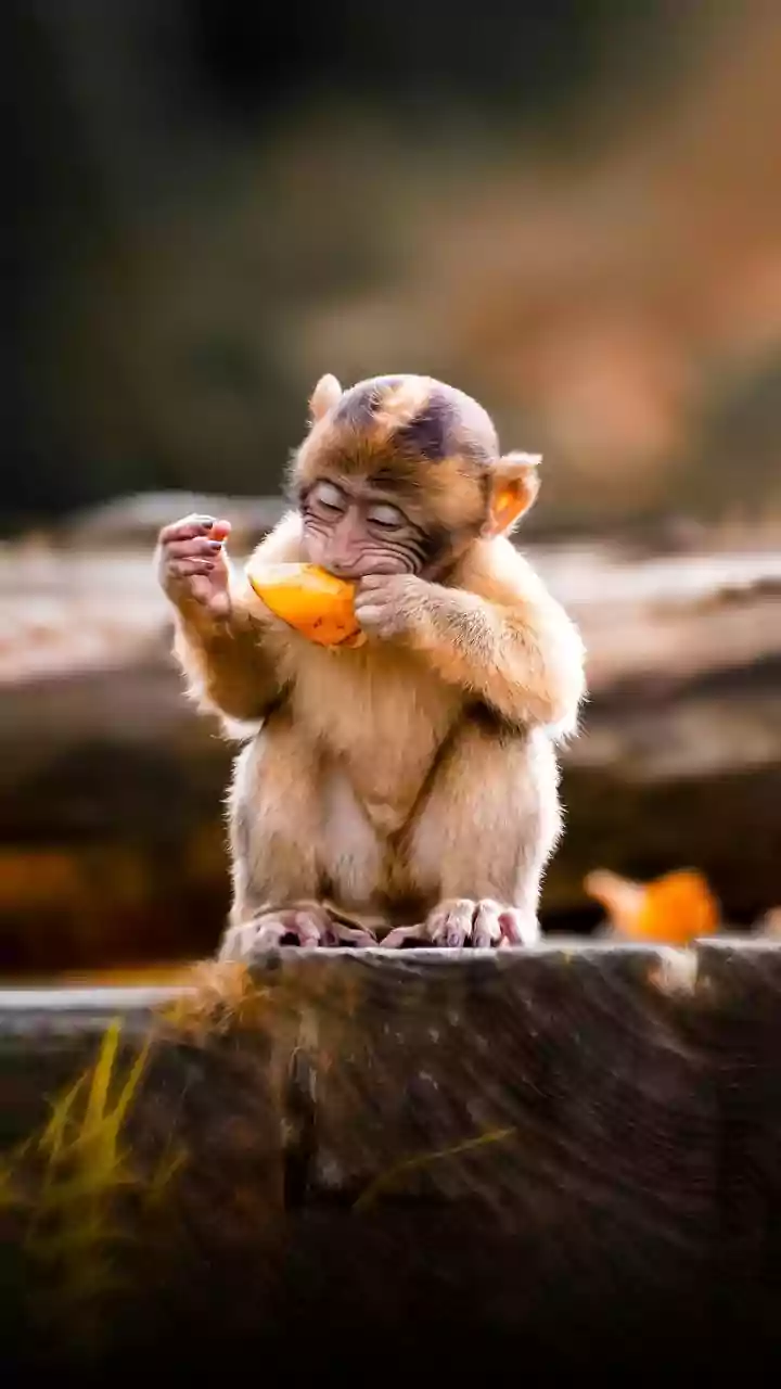 Stray Simian Throws Monkey Wrench Into Lucknow Airport Operations By Halting IndiGo Flight