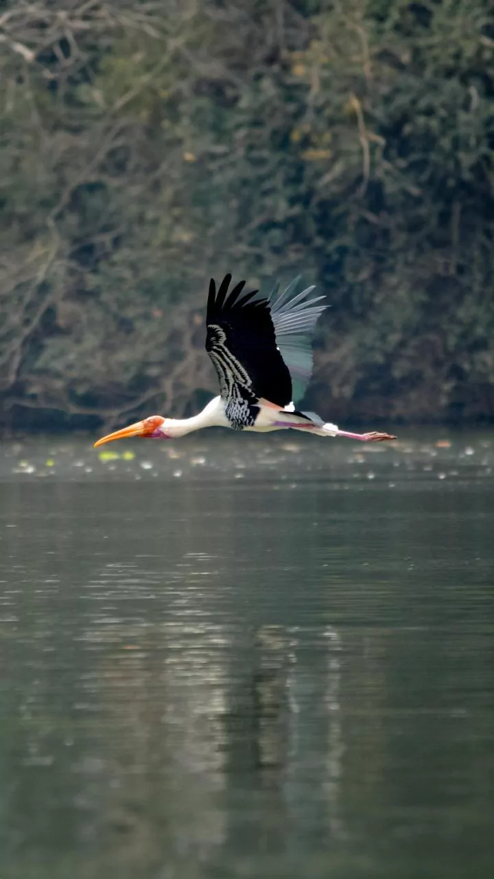 UP Wetlands Emerging As Haven For Migratory Birds Boosting Eco-Tourism
