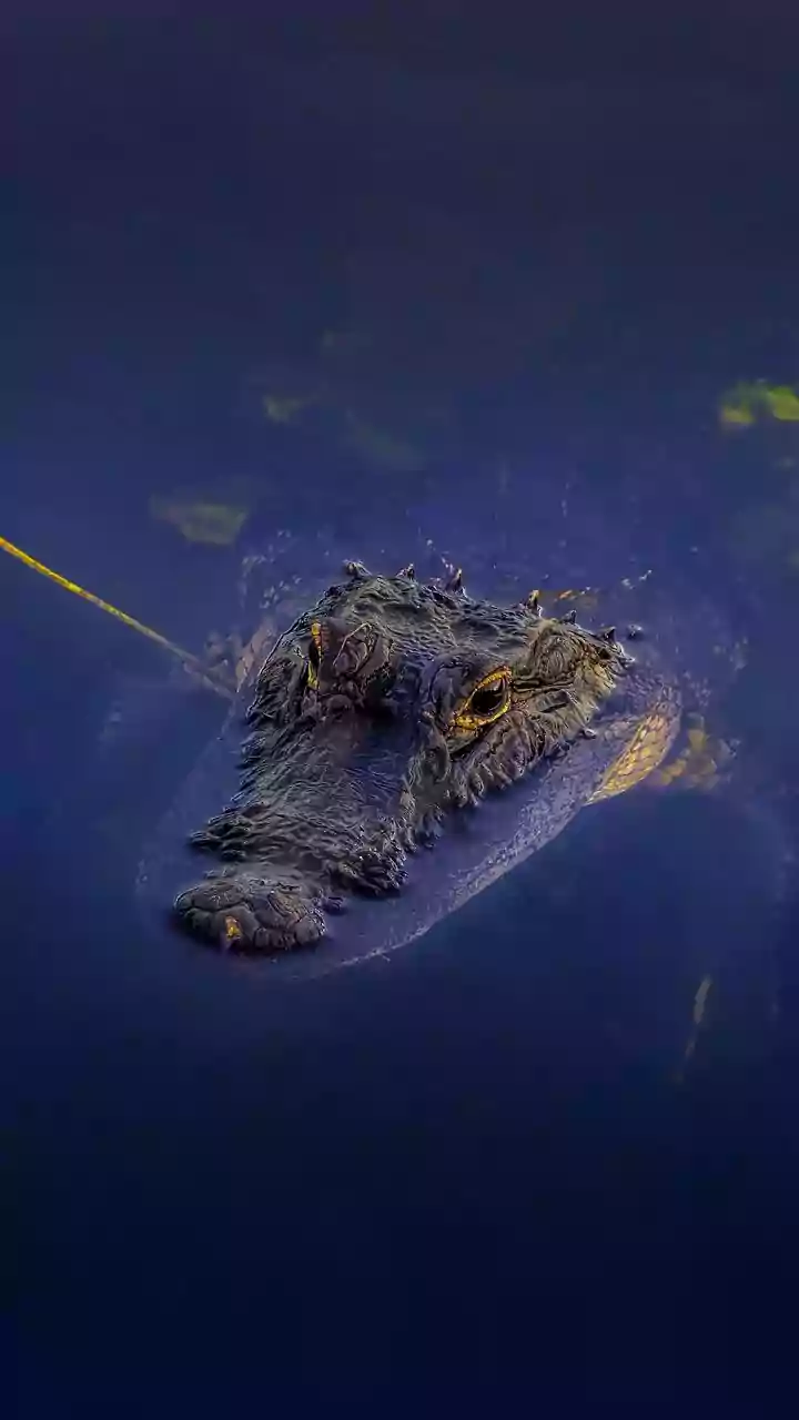 Bhitarkanika National Park in Odisha's Kendrapara has 1,858 estuarine crocodiles: Official