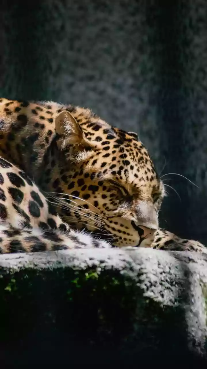 5 Domestic Cats That Channel Their Inner Wild Big Cats