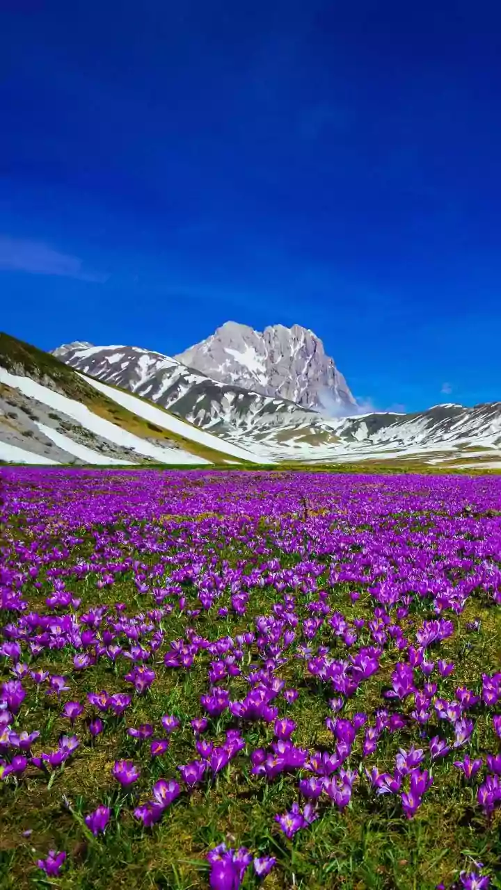 The Rare Flower Behind the Nilgiris' Purple Hills Is Protected by Law