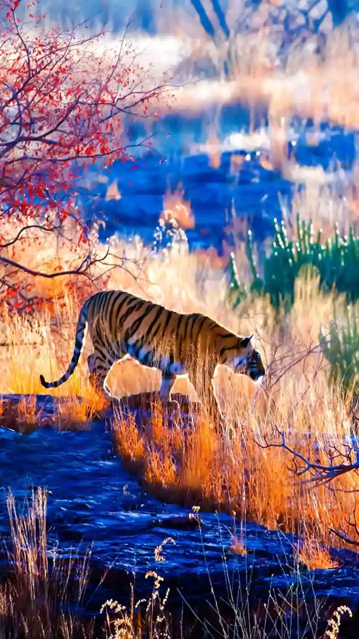 MP News: Satpura Tiger Reserve To Create Barahsingha Corridor; At Least Half-A-Dozen Grasslands To Be Interconnected